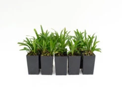 Liriope Muscari 'Royal Purple'