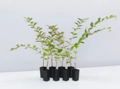 Crepe Myrtle (Lagerstroemia Acoma)