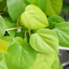 Philodendron Lemon Lime