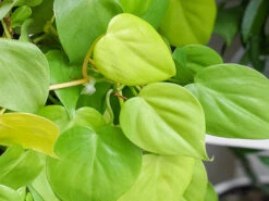 Philodendron Lemon Lime
