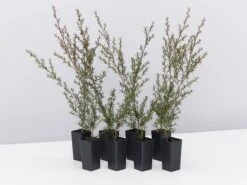 Leptospermum Scoparium Burgundy Queen