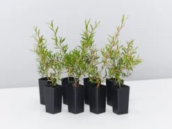 Leptospermum Lemon Frost