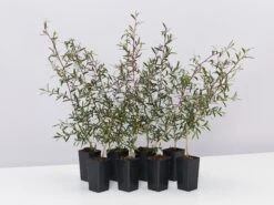 Leptospermum Morrisonii