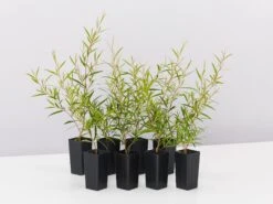 Leptospermum Petersonii Lemon Hedge