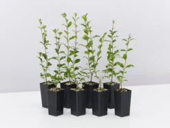 Ligustrum Undulatum Box-leaved Privet Evergreen Hedging Pack