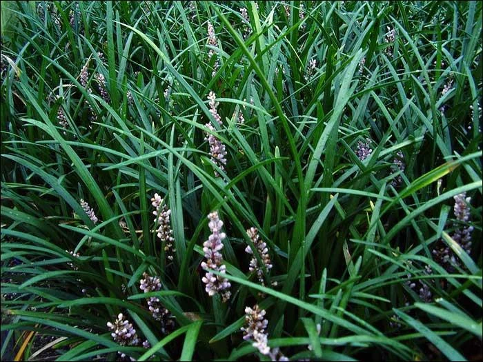 Liriope Evergreen Giant Plant (Grass-Like) Packs - Image 6