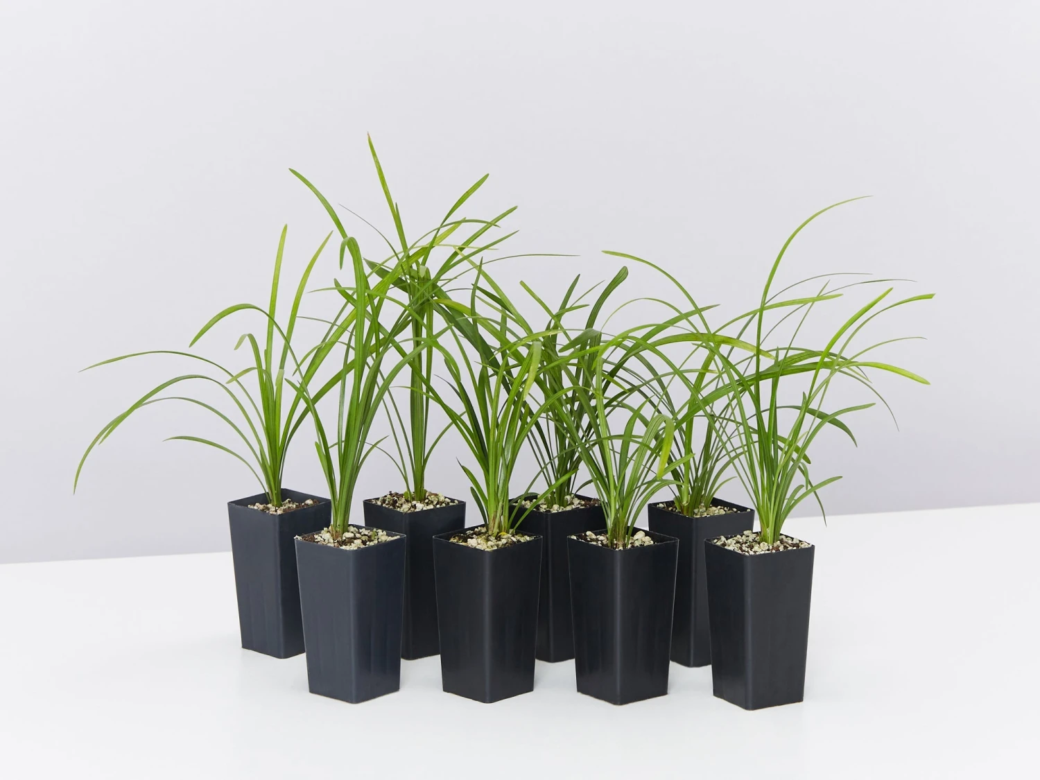 Liriope Evergreen Giant Plant (Grass-Like) Packs - Image 2