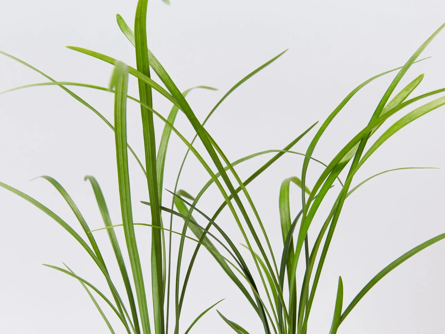 Liriope Evergreen Giant Plant (Grass-Like) Packs - Image 3