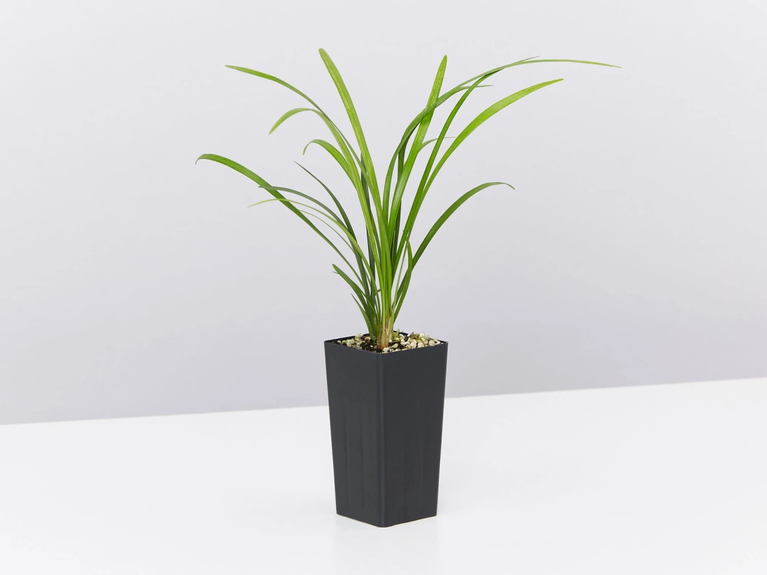 Liriope Evergreen Giant Plant (Grass-Like) Packs - Image 4
