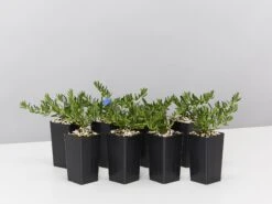 Lithodora Diffusa 'Grace Ward'