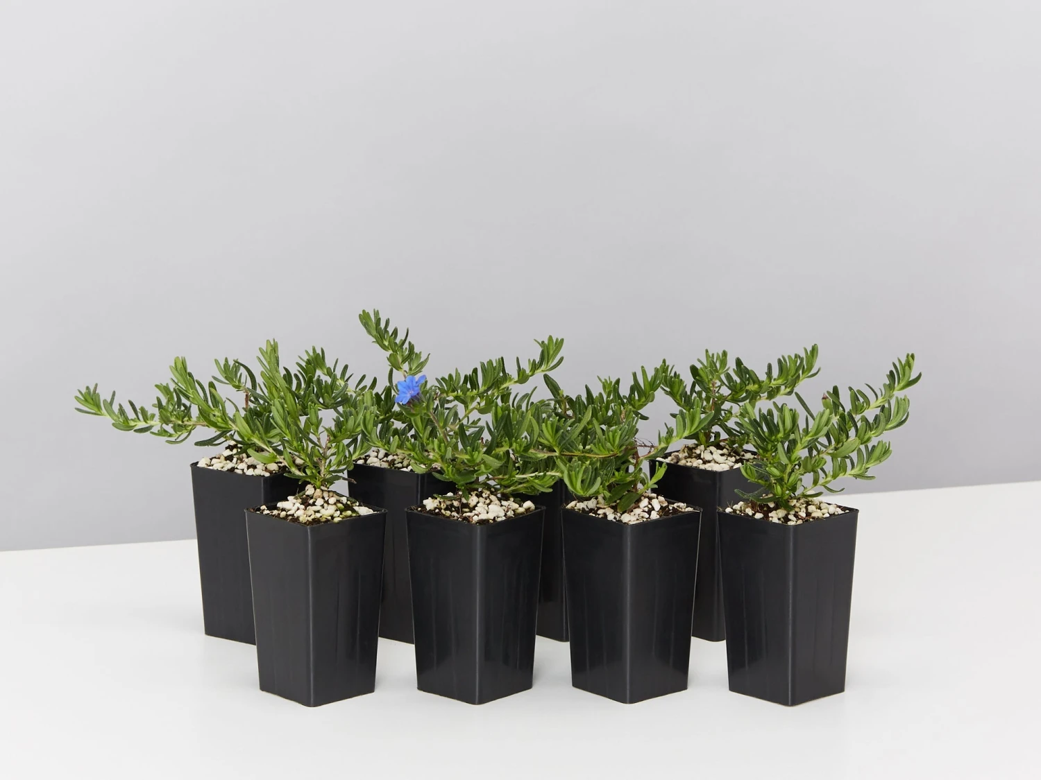 Lithodora Diffusa 'Grace Ward'