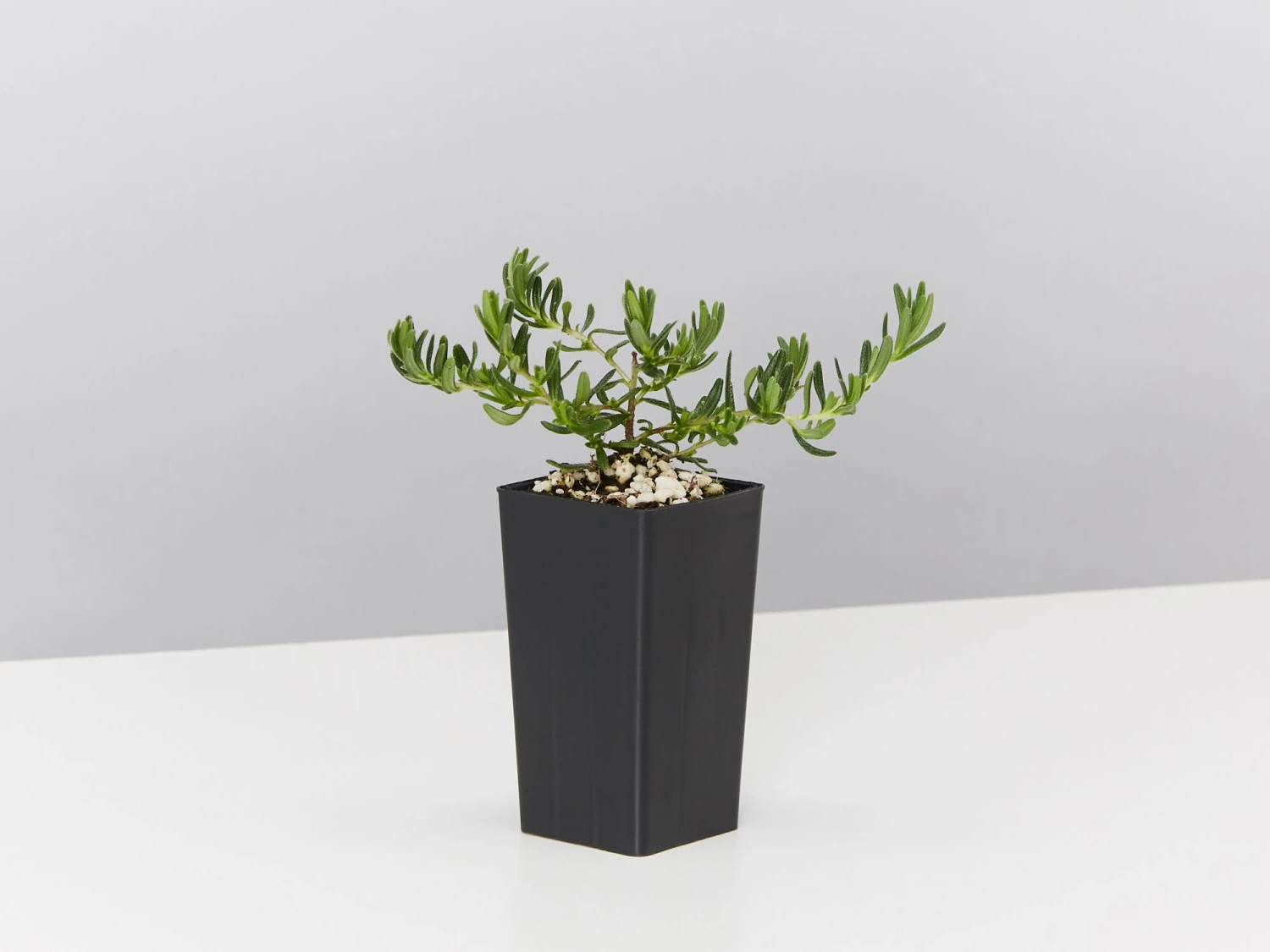 Lithodora Diffusa 'Grace Ward' - Image 3