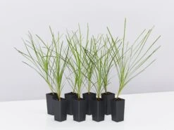 Lomandra Lime Tuff