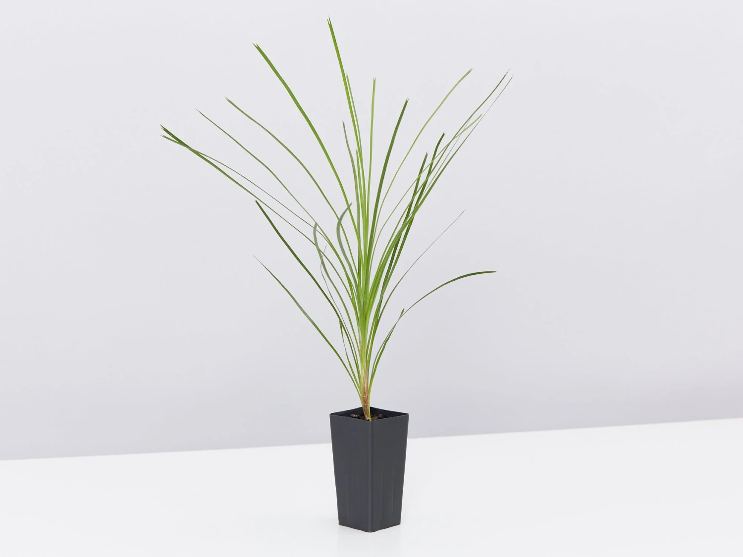 Lomandra Lime Tuff - Image 3