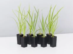 Lomandra Hystrix Katie Belles Pbr Matt Rush