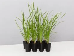 Lomandra Confertifolia 'Little Cricket'