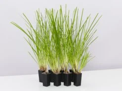 Lomandra Longifolia Dalliance