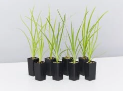 Lomandra Hystrix - Mat Rush