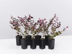 Loropetalum Chinense Fringe Flower - Bobz Red