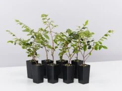 Loropetalum Chinense Bobz White (dwarf)