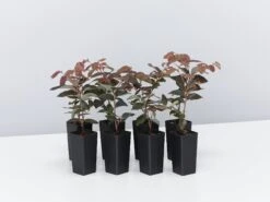 Loropetalum Chinense "China Pink"
