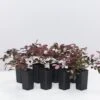 Loropetalum Chinense Purple Pixie™ ‘PEACK’ Pbr