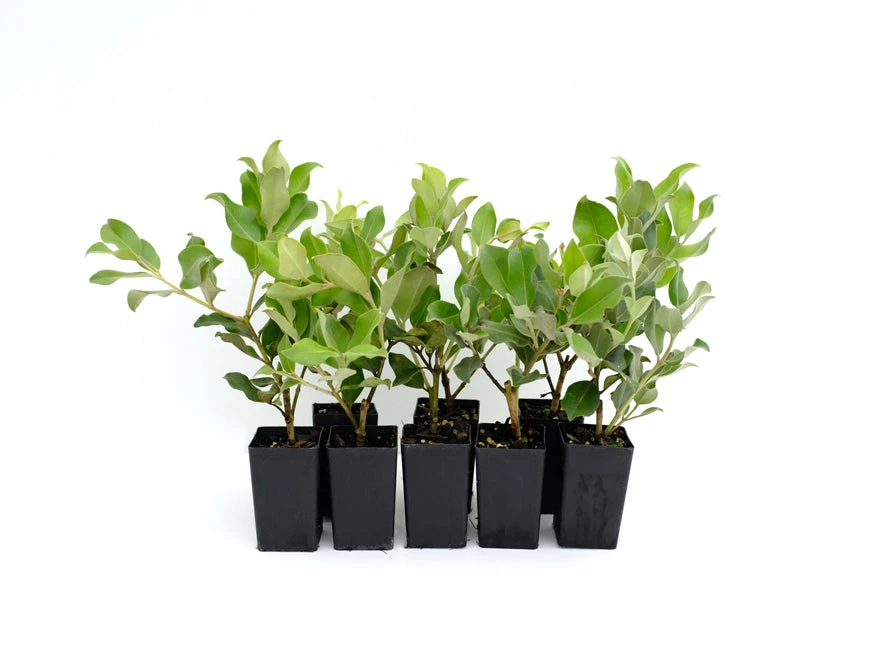 Metrosideros Spring Fire