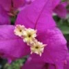 Bougainvillea Magnifica Trailii - 85mm
