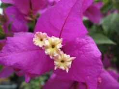 Bougainvillea Magnifica Trailii