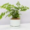 Maidenhair Fern - Pot + Plant + Soil