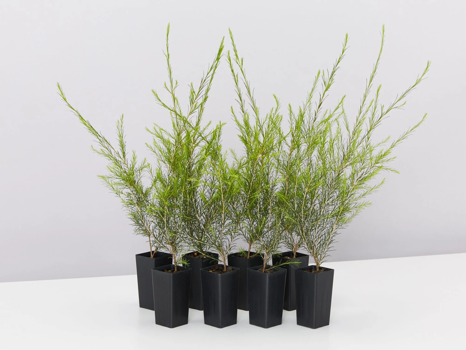 Melaleuca Armillaris Pink