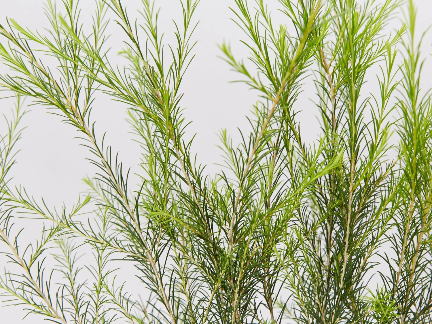 Melaleuca Armillaris Pink - Image 2