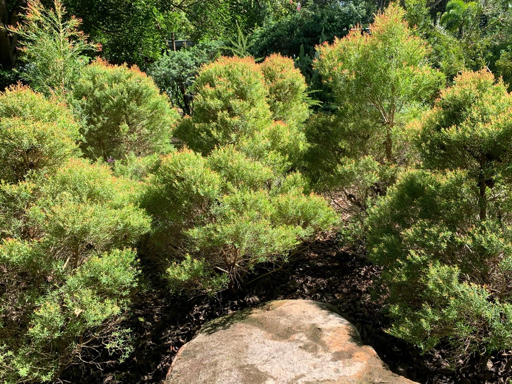 Melaleuca Claret Tops - Image 5