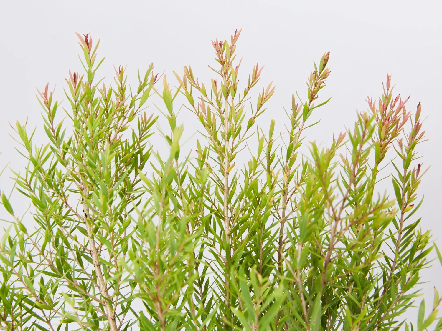 Melaleuca Claret Tops - Image 4