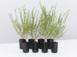 Melaleuca Thymifolia