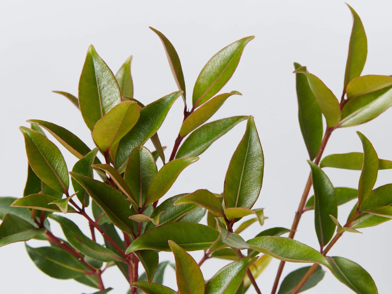 Metrosideros Fiji Fire⢠- Image 2