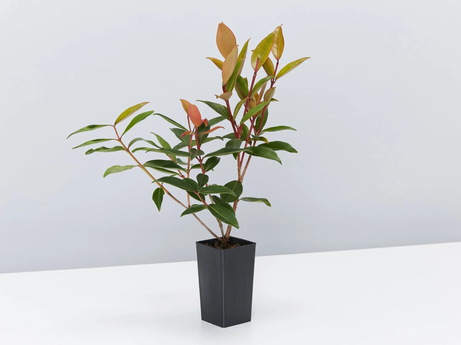 Metrosideros Fiji Fire⢠- Image 3