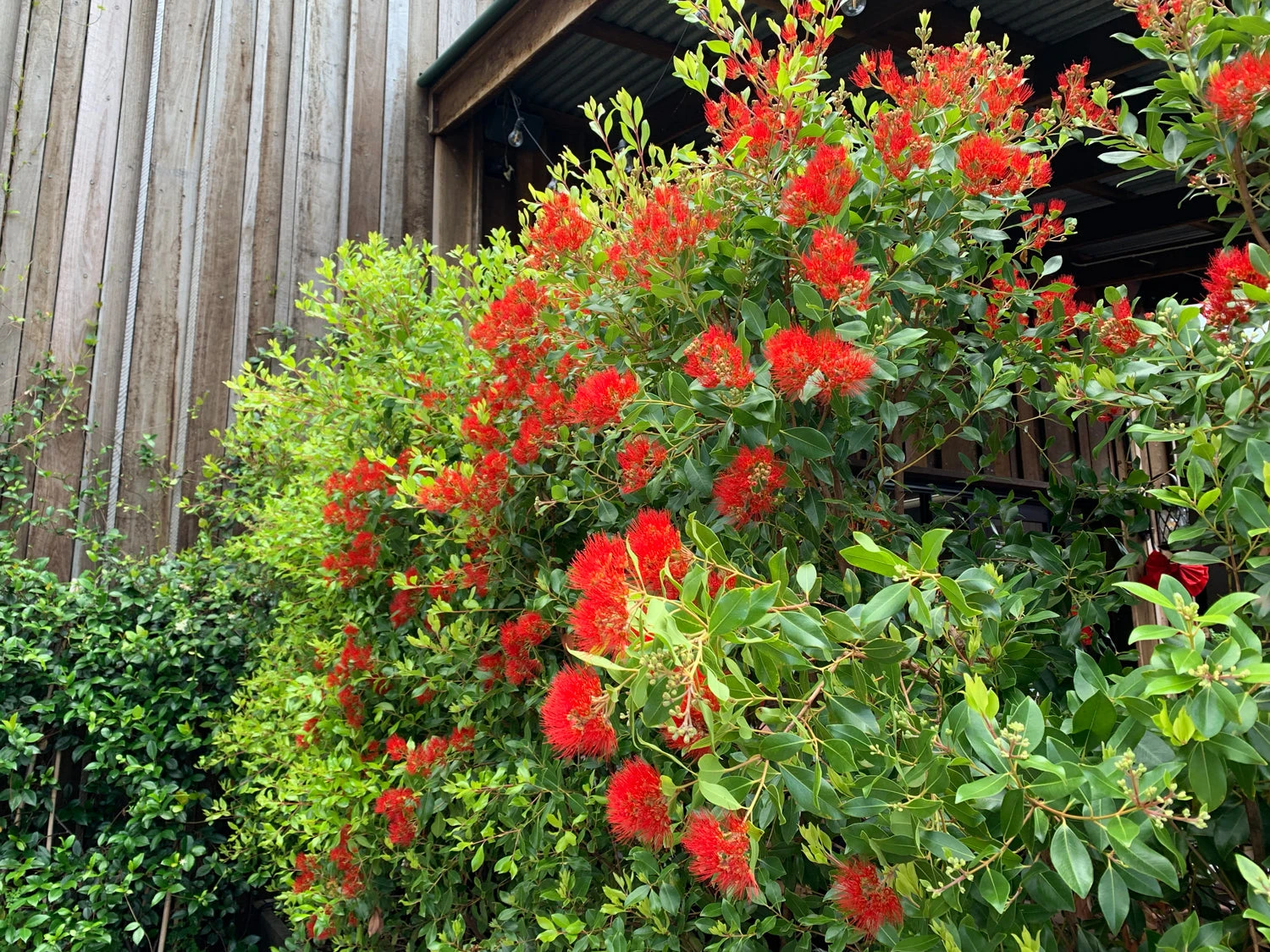 Metrosideros Fiji Fire⢠- Image 4