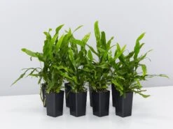 Microsorum Diversifolium Kangaroo Fern