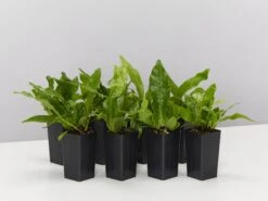 Microsorum Crocodyllus