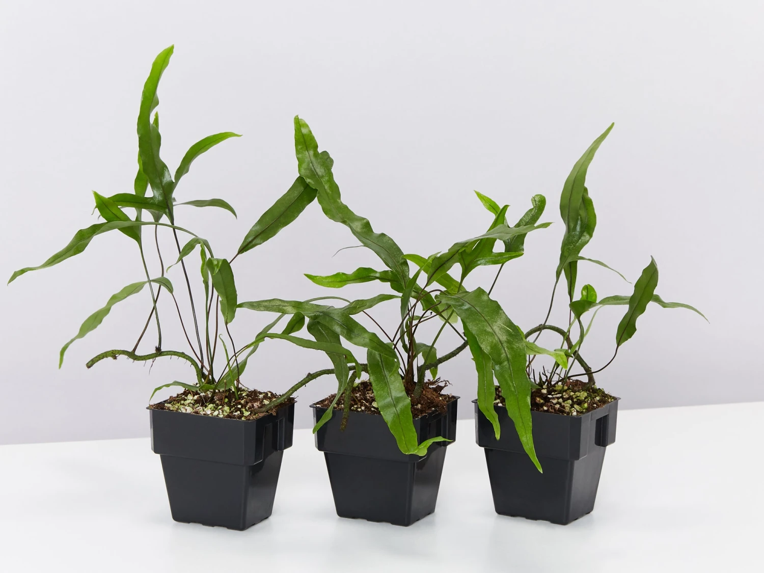 Microsorum Diversifolium - Kangaroo Fern - 85mm