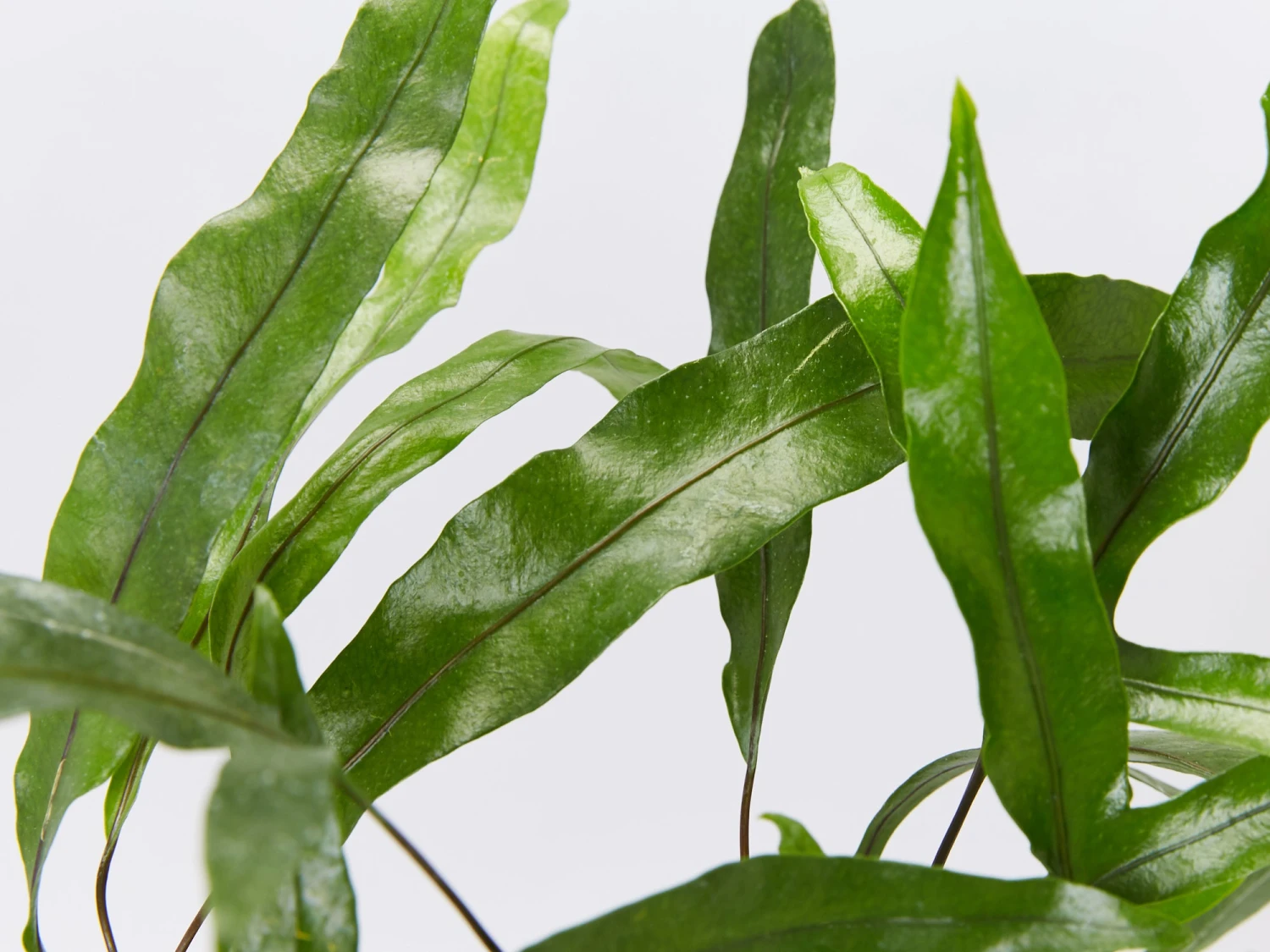 Microsorum Diversifolium - Kangaroo Fern - 85mm - Image 2