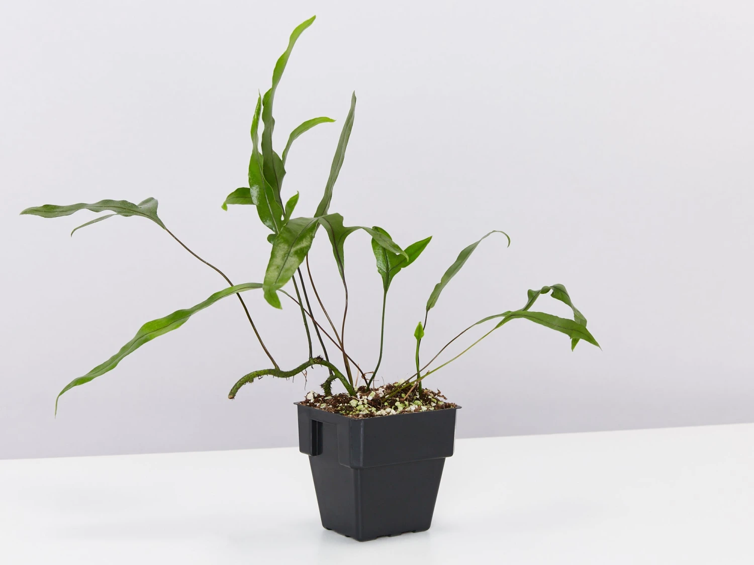 Microsorum Diversifolium - Kangaroo Fern - 85mm - Image 4