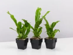 Microsorum Punctatum Green Flame - 85mm