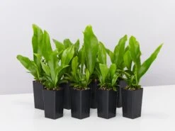 Microsorum Punctatum Green Flame