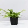 Crocodile Fern - Pot + Plant + Soil