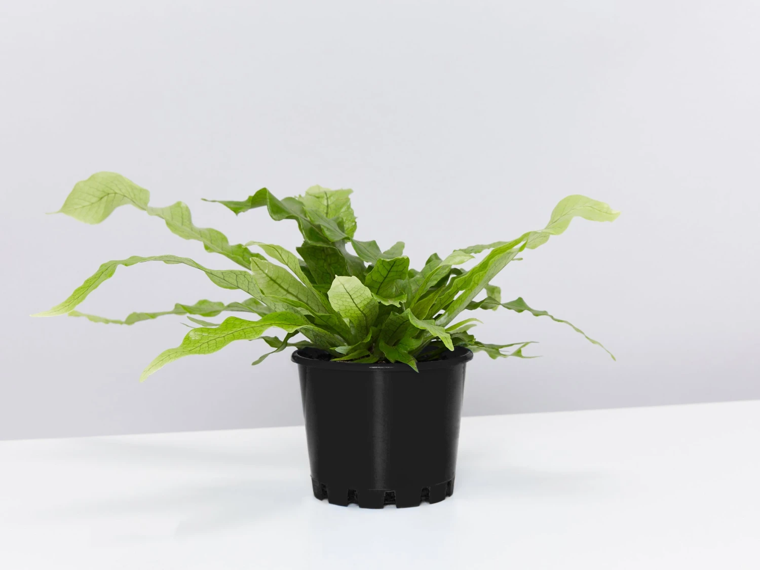 Crocodile Fern - Pot + Plant + Soil