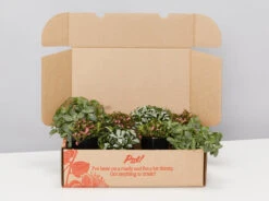 Assorted Box Of Colourful Fittonias