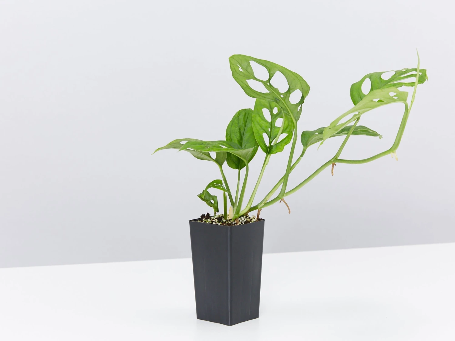 Monstera Adansonii - Image 3