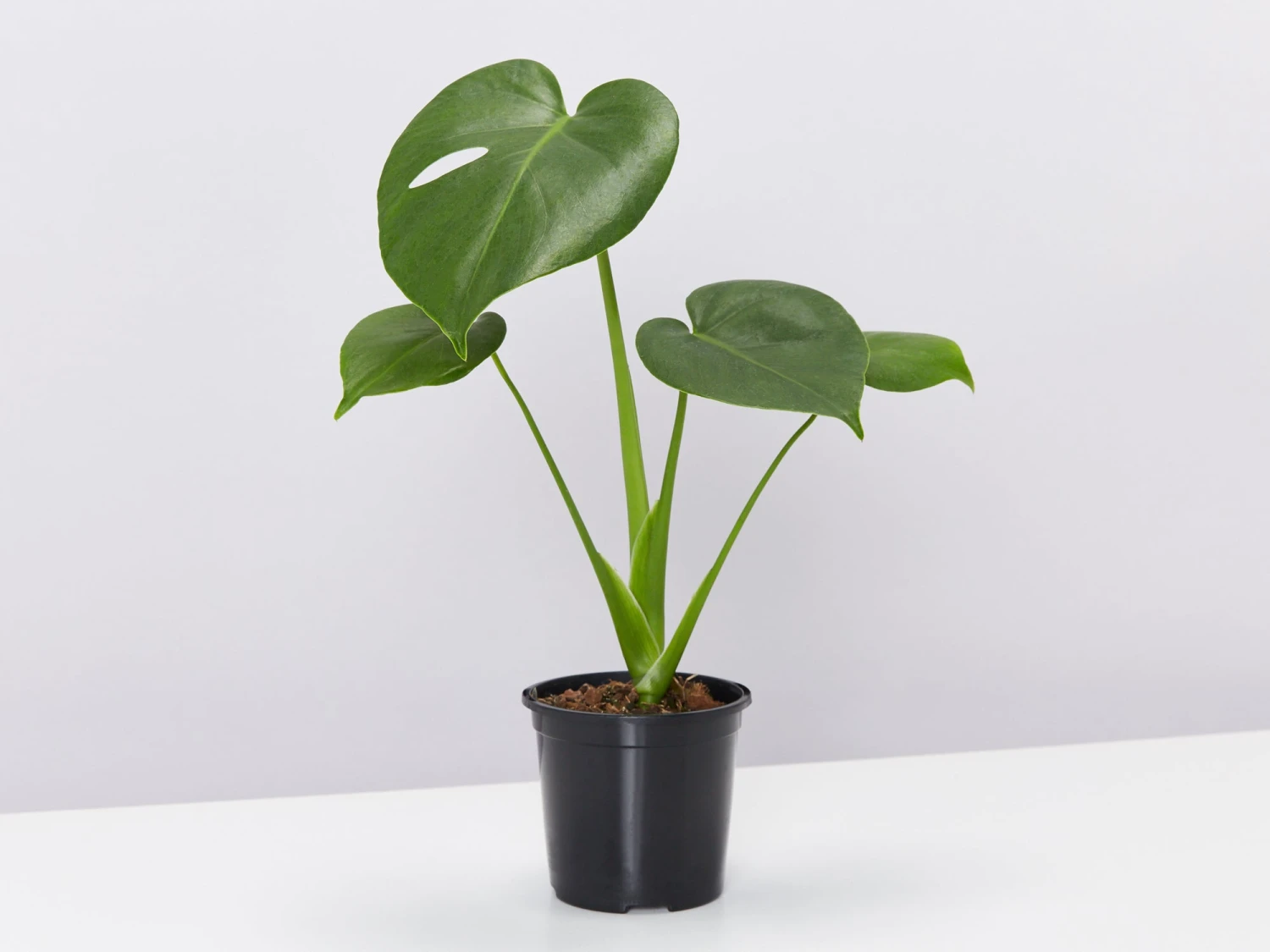 Monstera Deliciosa - Pot + Plant + Soil - Image 6